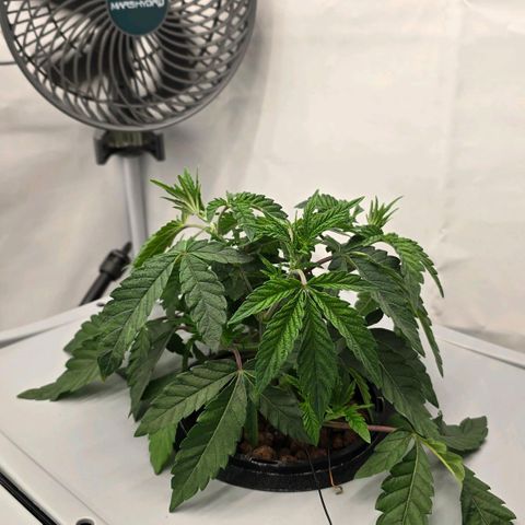 Sunset Paradise (Gelato 33) growlog photo: SP hängt nach wie vor. 3 Sek an, 45 min aus. Wurzeln sind leicht feucht bis zum nächsten Intervall. 