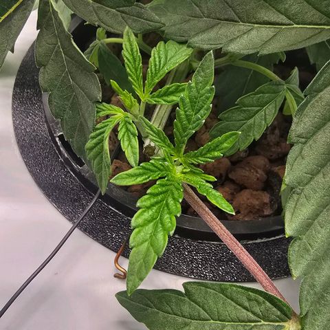 Sunset Paradise (Gelato 33) growlog photo: SP hängt nach wie vor. 3 Sek an, 45 min aus. Wurzeln sind leicht feucht bis zum nächsten Intervall. 