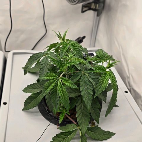 Sunset Paradise (Gelato 33) growlog photo: SP hängt nach wie vor. 3 Sek an, 45 min aus. Wurzeln sind leicht feucht bis zum nächsten Intervall. 