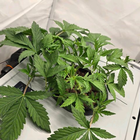 Sunset Paradise (Gelato 33) growlog photo: SP hängt nach wie vor. 3 Sek an, 45 min aus. Wurzeln sind leicht feucht bis zum nächsten Intervall. 