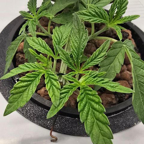 Sunset Paradise (Gelato 33) growlog photo: SP gestern beschnitten. Neue Triebe sehen besser aus. Nährlösung stabil