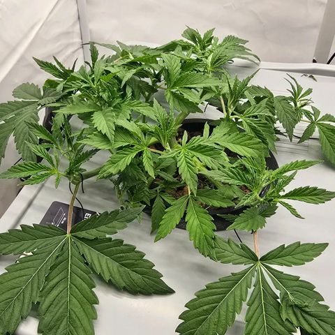 Sunset Paradise (Gelato 33) growlog photo: SP gestern beschnitten. Neue Triebe sehen besser aus. Nährlösung stabil