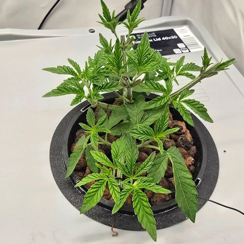 Sunset Paradise (Gelato 33) growlog photo: SP gestern beschnitten. Neue Triebe sehen besser aus. Nährlösung stabil