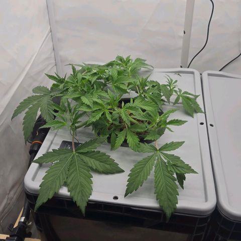 Sunset Paradise (Gelato 33) growlog photo: SP gestern beschnitten. Neue Triebe sehen besser aus. Nährlösung stabil
