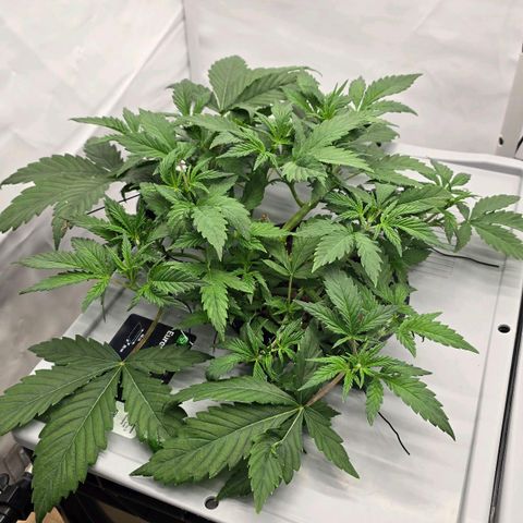 Sunset Paradise (Gelato 33) growlog timeline photo