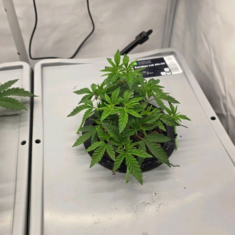 Sunset Paradise (Gelato 33) growlog timeline photo