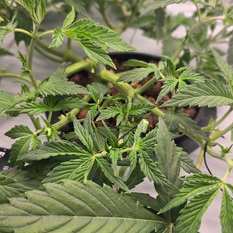 Sunset Paradise (Gelato 33) growlog timeline photo