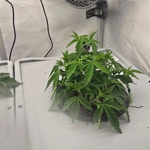 Sunset Paradise (Gelato 33) growlog timeline photo