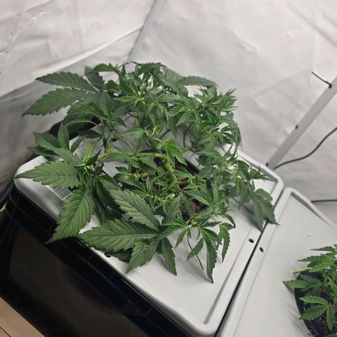 Sunset Paradise (Gelato 33) growlog timeline photo