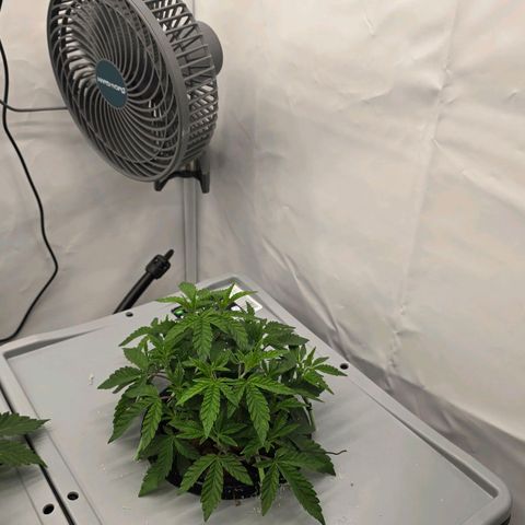 Sunset Paradise (Gelato 33) growlog timeline photo