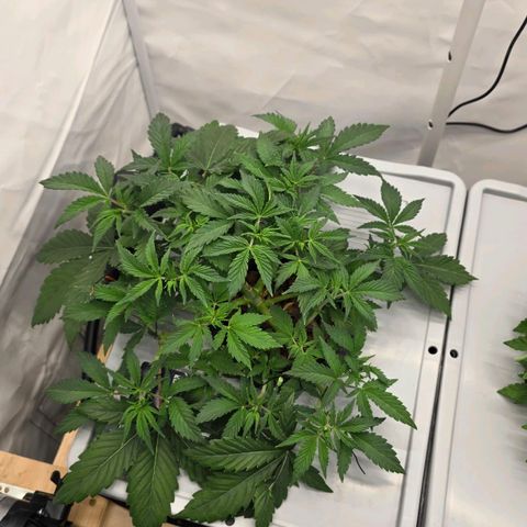 Sunset Paradise (Gelato 33) growlog timeline photo