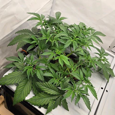 Sunset Paradise (Gelato 33) growlog timeline photo