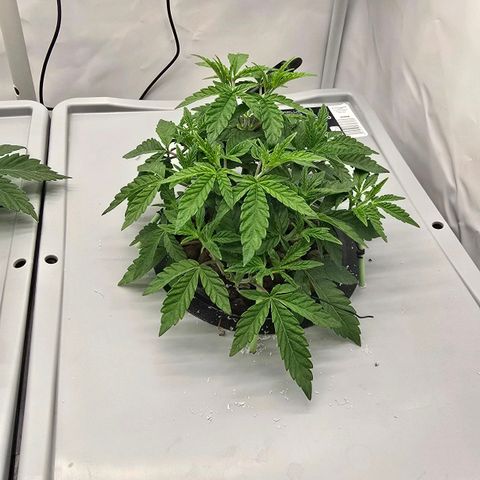 Sunset Paradise (Gelato 33) growlog timeline photo