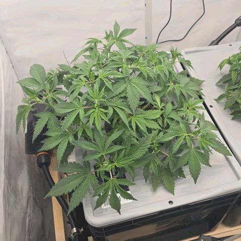 Sunset Paradise (Gelato 33) growlog timeline photo