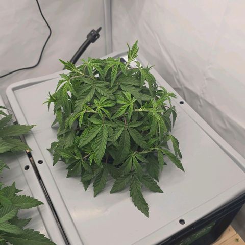 Sunset Paradise (Gelato 33) growlog timeline photo
