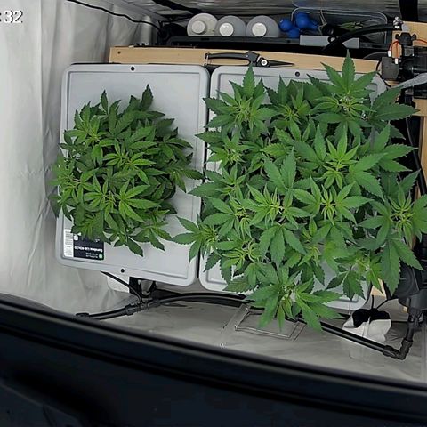 Sunset Paradise (Gelato 33) growlog timeline photo