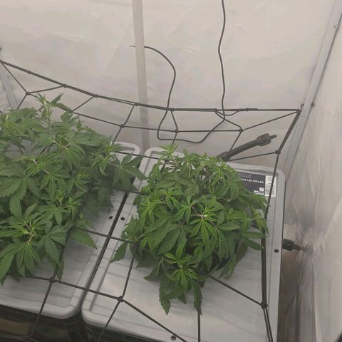 Sunset Paradise (Gelato 33) growlog timeline photo