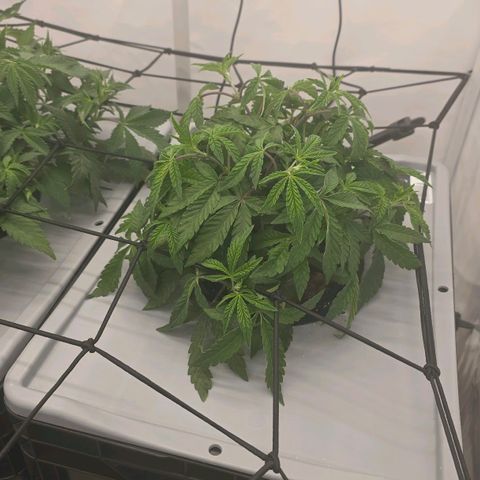 Sunset Paradise (Gelato 33) growlog timeline photo