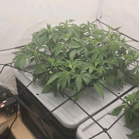 Sunset Paradise (Gelato 33) growlog timeline photo