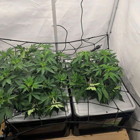 Sunset Paradise (Gelato 33) growlog timeline photo