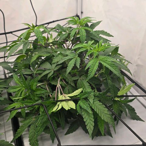 Sunset Paradise (Gelato 33) growlog timeline photo