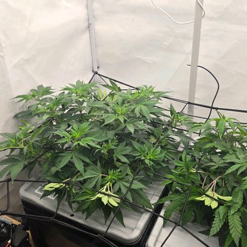 Sunset Paradise (Gelato 33) growlog timeline photo