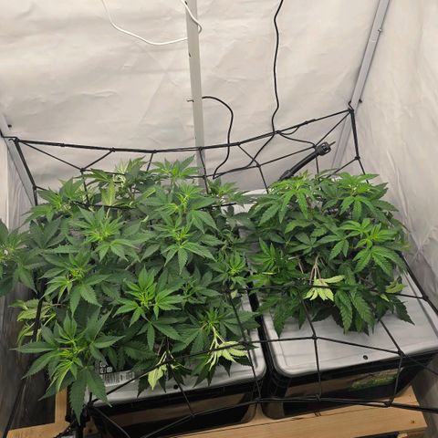 Sunset Paradise (Gelato 33) growlog timeline photo