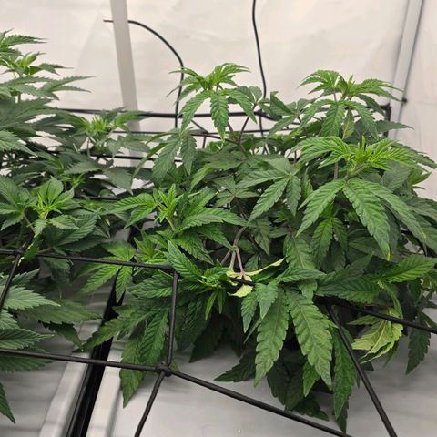 Sunset Paradise (Gelato 33) growlog timeline photo