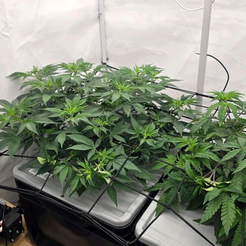 Sunset Paradise (Gelato 33) growlog timeline photo