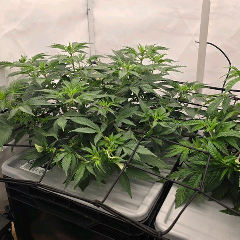 Sunset Paradise (Gelato 33) growlog timeline photo