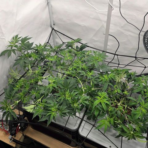 Sunset Paradise (Gelato 33) growlog timeline photo