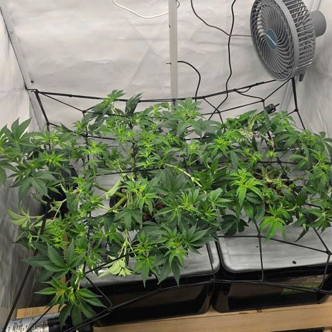 Sunset Paradise (Gelato 33) growlog timeline photo