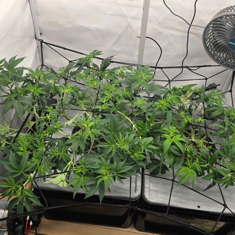 Sunset Paradise (Gelato 33) growlog timeline photo