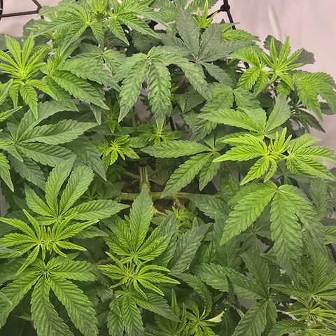 Sunset Paradise (Gelato 33) growlog photo: Deutliche Mangelerscheinungen bei der SP. Vermutlich Fe durch zu hohem PH. Nährlösung wird getauscht und neu angepasst. 