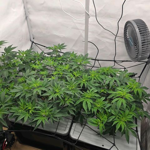 Sunset Paradise (Gelato 33) growlog photo: Deutliche Mangelerscheinungen bei der SP. Vermutlich Fe durch zu hohem PH. Nährlösung wird getauscht und neu angepasst. 
