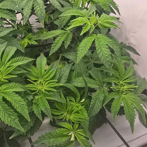 Sunset Paradise (Gelato 33) growlog photo: Deutliche Mangelerscheinungen bei der SP. Vermutlich Fe durch zu hohem PH. Nährlösung wird getauscht und neu angepasst. 