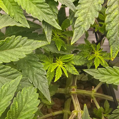 Sunset Paradise (Gelato 33) growlog photo: Deutliche Mangelerscheinungen bei der SP. Vermutlich Fe durch zu hohem PH. Nährlösung wird getauscht und neu angepasst. 
