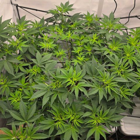 Sunset Paradise (Gelato 33) growlog photo: Deutliche Mangelerscheinungen bei der SP. Vermutlich Fe durch zu hohem PH. Nährlösung wird getauscht und neu angepasst. 