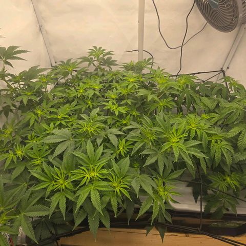 Sunset Paradise (Gelato 33) growlog timeline photo