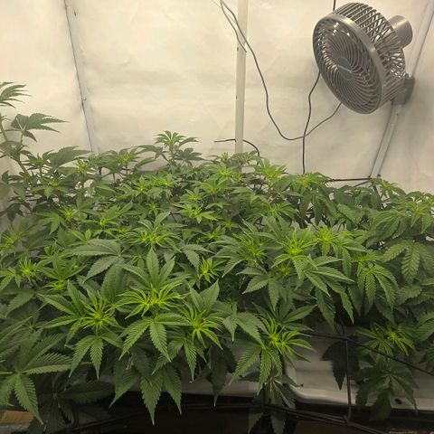 Sunset Paradise (Gelato 33) growlog timeline photo