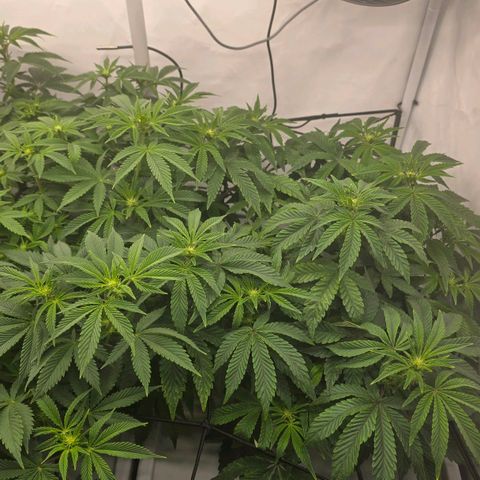 Sunset Paradise (Gelato 33) growlog photo: Sunset Paradise nach wie vor komisches Wachstum