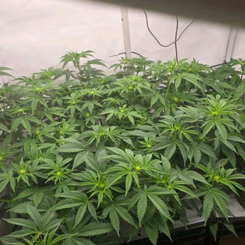 Sunset Paradise (Gelato 33) growlog photo: Sunset Paradise nach wie vor komisches Wachstum
