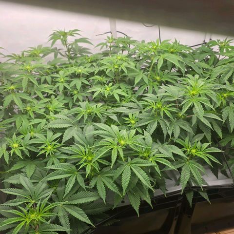 Sunset Paradise (Gelato 33) growlog photo: Sunset Paradise nach wie vor komisches Wachstum