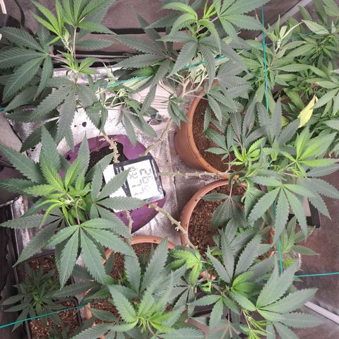 Gorilla Critical growlog timeline photo