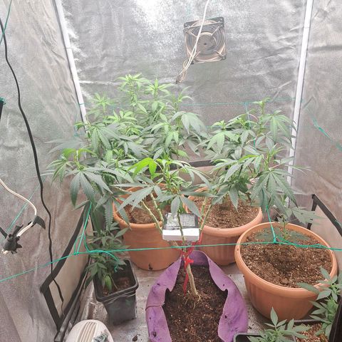 Gorilla Critical growlog timeline photo