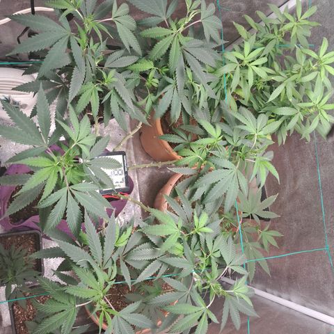 Gorilla Critical growlog timeline photo