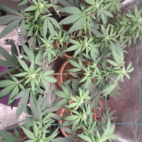 Gorilla Critical growlog timeline photo