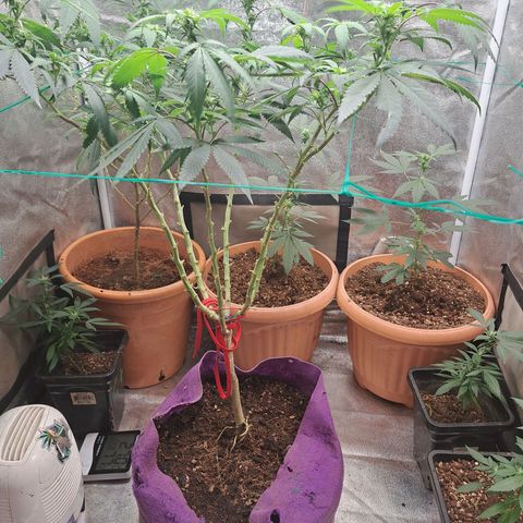 Gorilla Critical growlog timeline photo