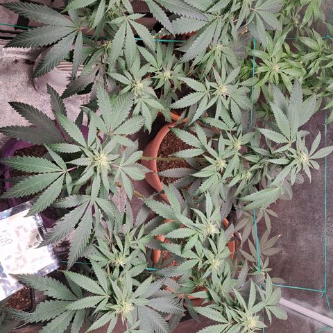 Gorilla Critical growlog timeline photo