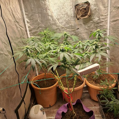 Gorilla Critical growlog timeline photo